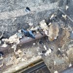 Mouse & Rat Droppings in Your Grill? Here’s What to Do (Safe Cleaning + Prevention)