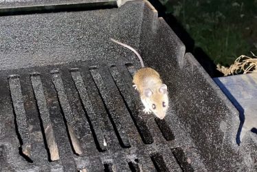 grill-rodent